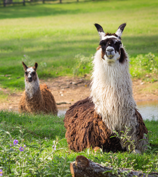 Animal Safari Tour